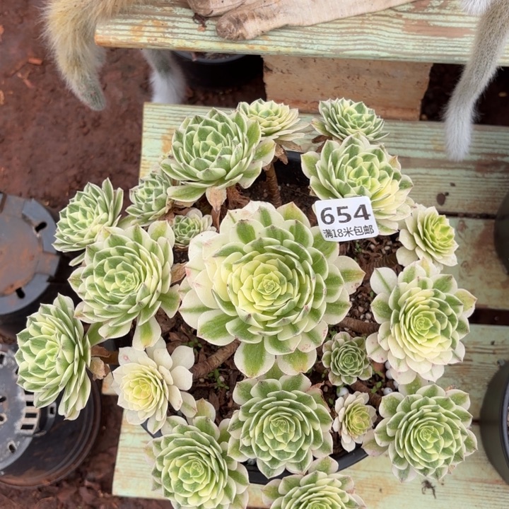 654伊丽莎白诺米多肉法师锦不包侧枝断枝的