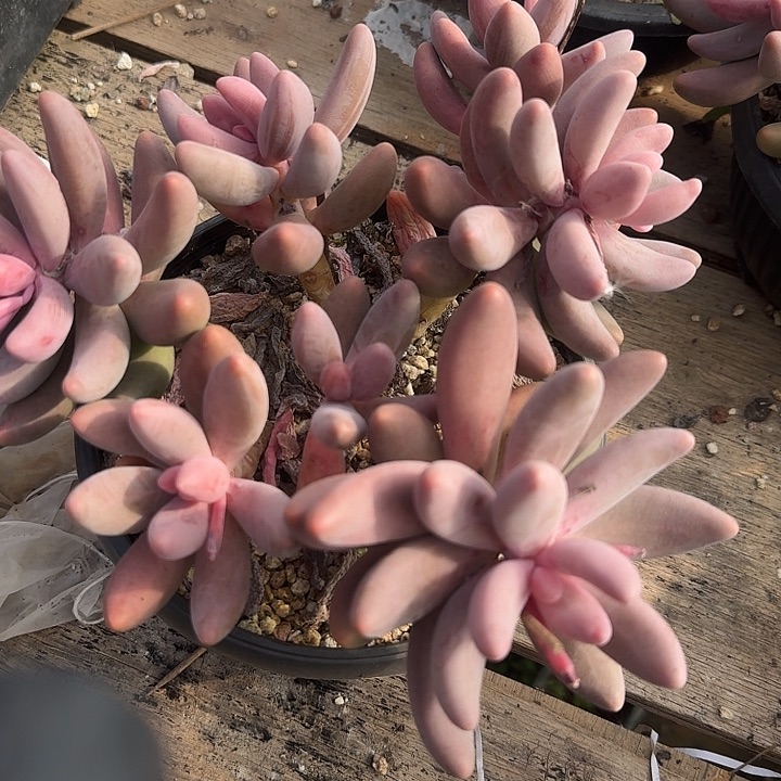 红手指多肉植物的生长