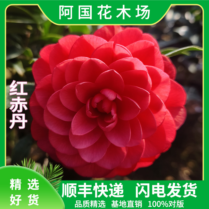 大红赤丹茶花盆栽六角大红树苗室内庭院客厅阳台绿植花卉好养耐寒