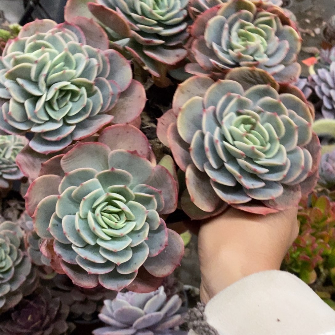 白雪公主五大头起发