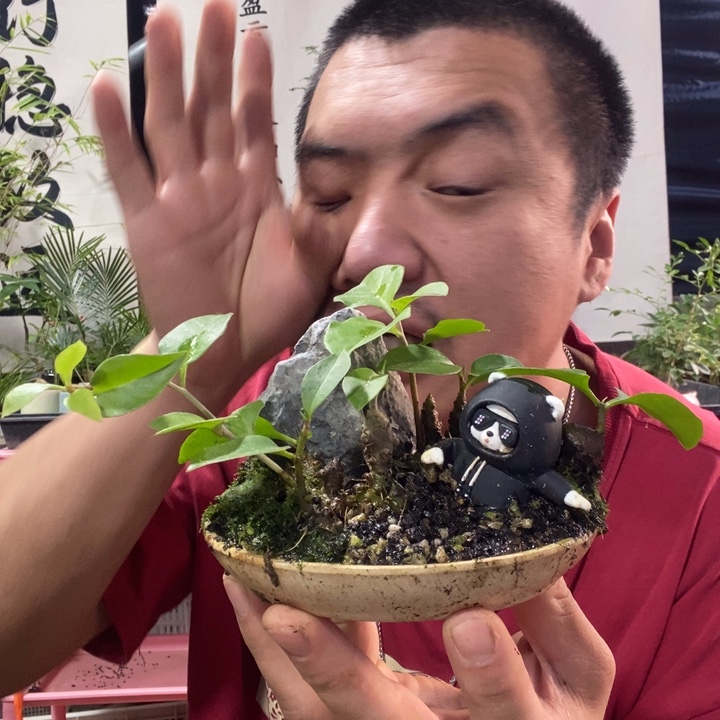 雅****以实际为准盆景绿植盆栽102