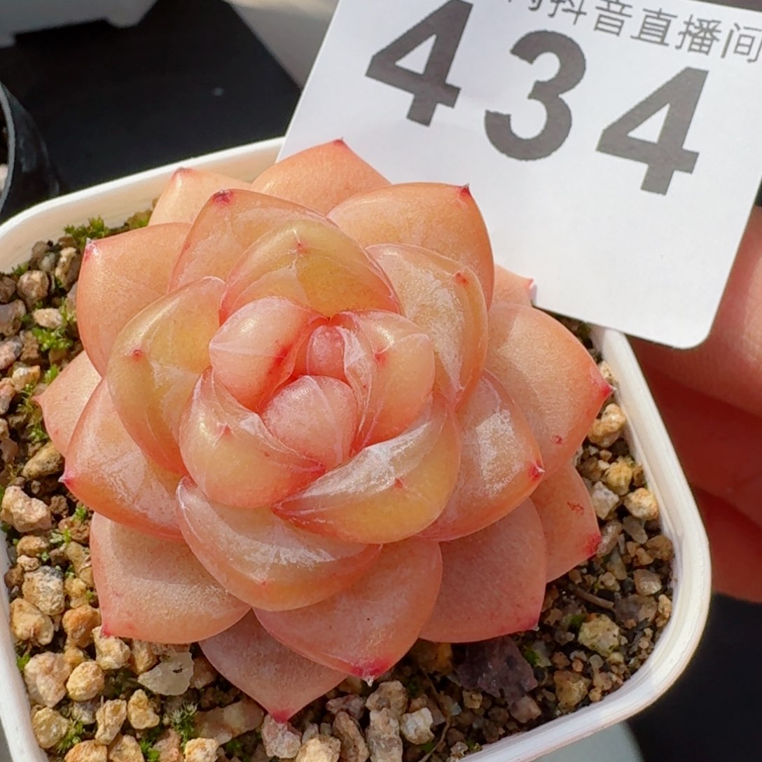 金珂         精品多肉