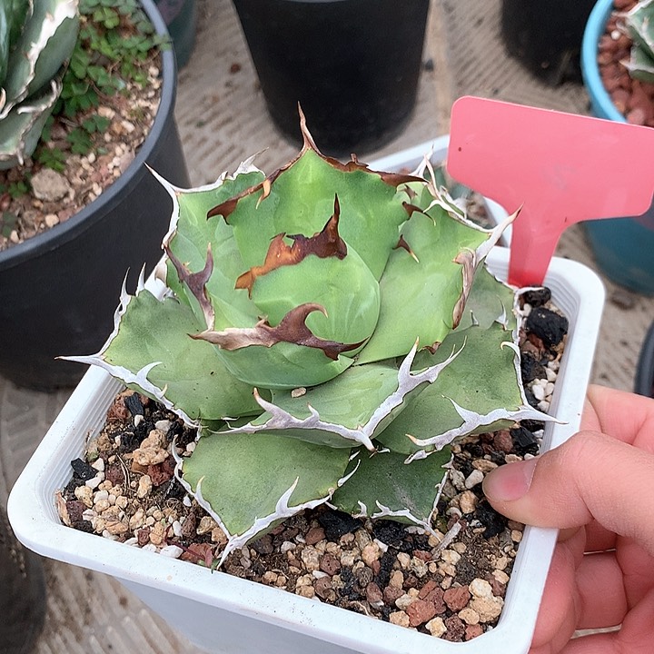 螃蟹仁王冠龙舌兰 裸根发货