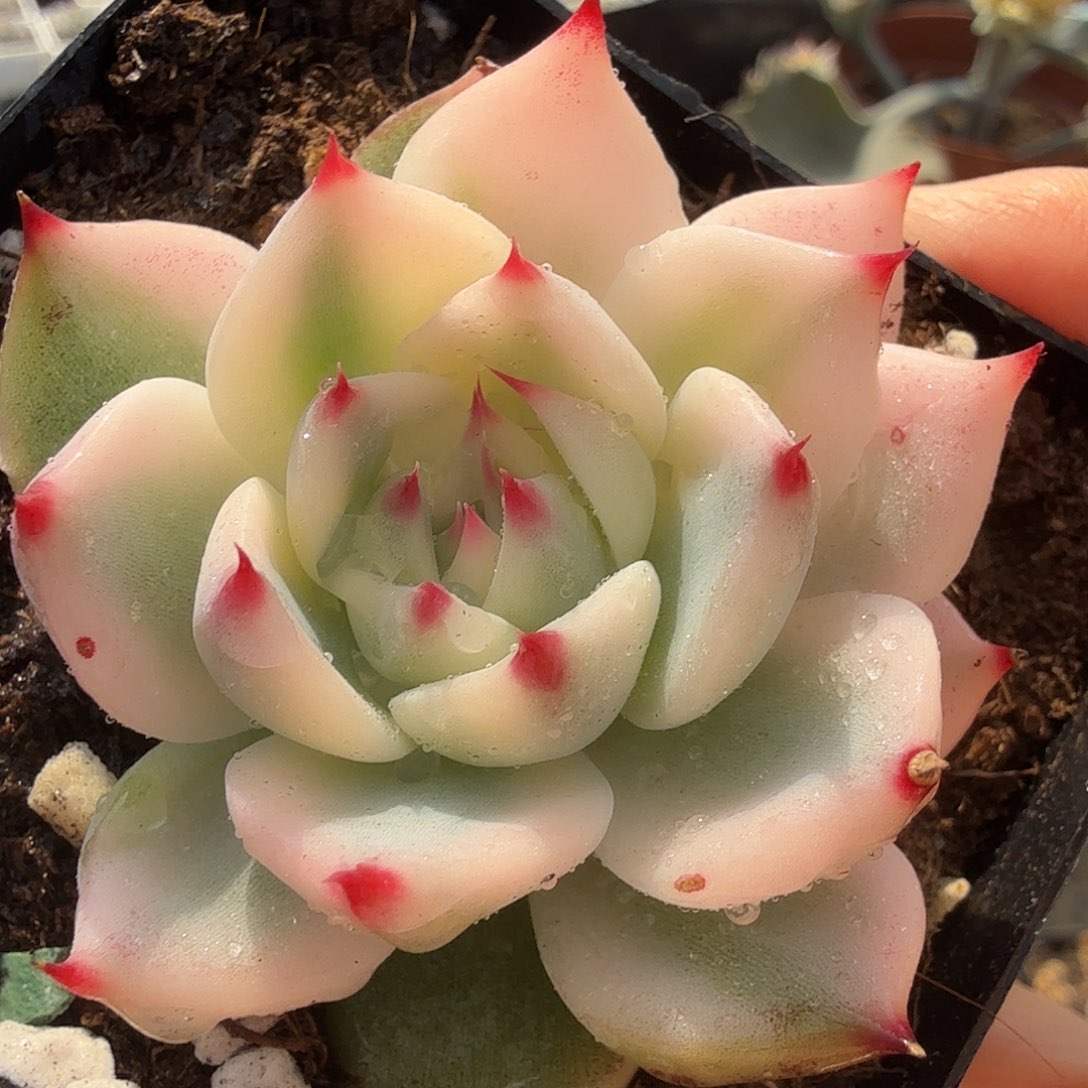 吉娃娃锦，多肉植物