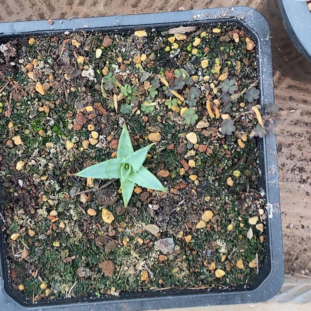 曼陀罗龙舌兰艾蒙娜景