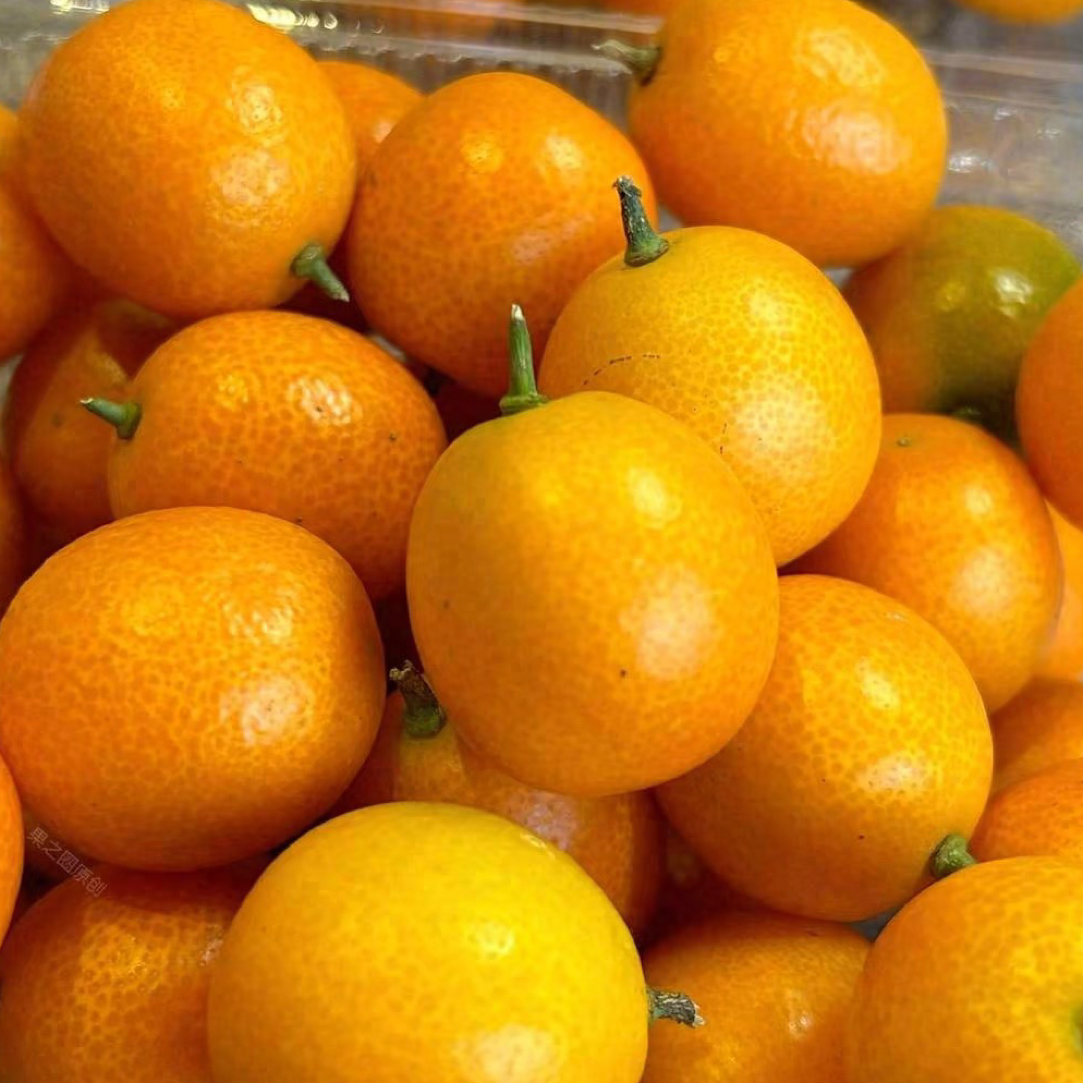 广西脆皮滑皮第三代正宗脆蜜金桔新鲜水果当季多汁纯甜现摘广西壮族自治区