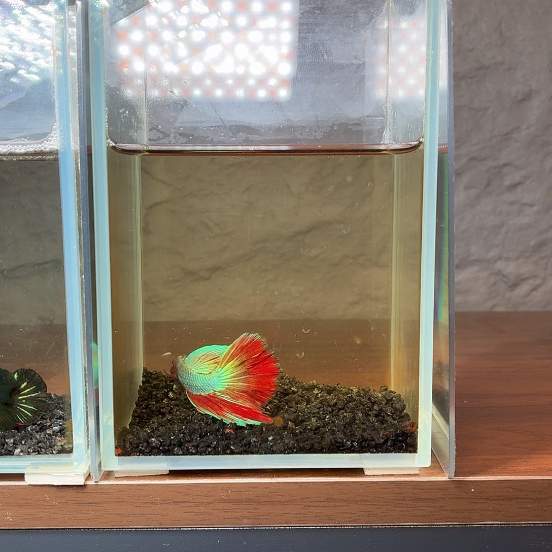 斗鱼彩金电摇半月