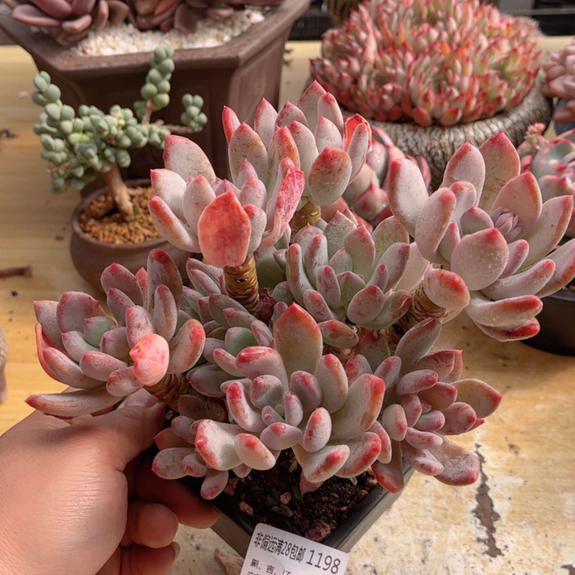 【闪购商品】1198灰姑娘