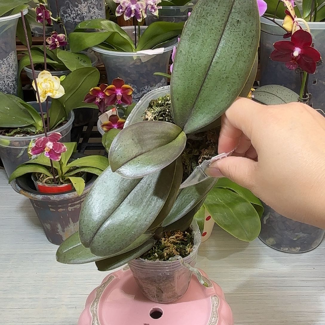 小***符当前无花栽培后可以开花枫之谷
