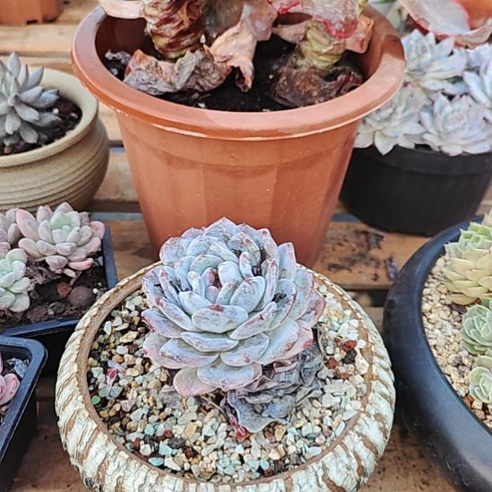 橙梦露111多肉大白狗