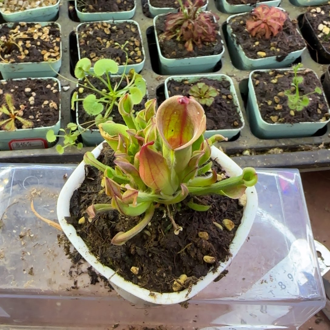 完全开放小太阳瓶子草