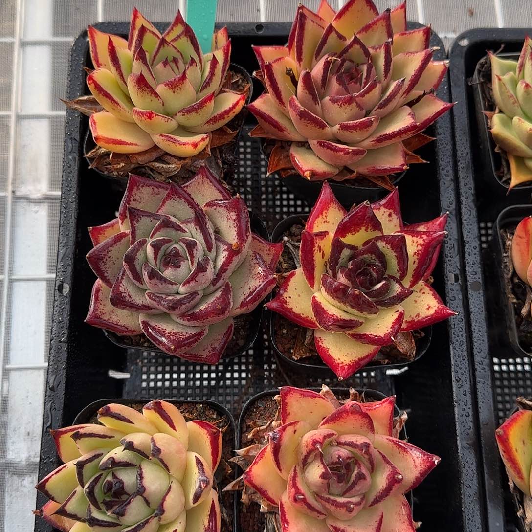 从前慢花园精选0129-16