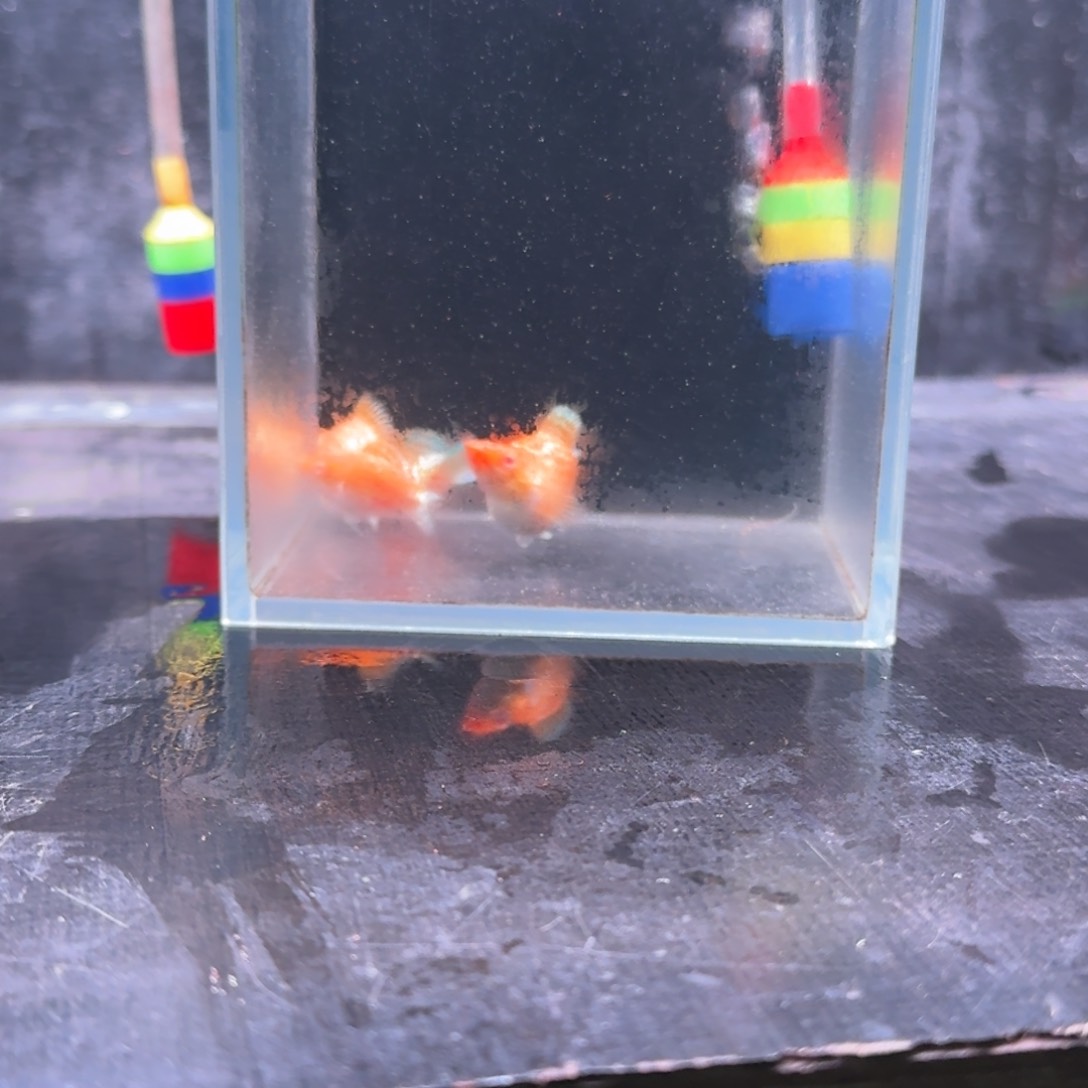 孔雀鱼88号玛丽4条