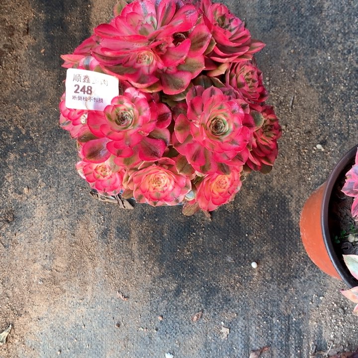 248荔枝多肉植物