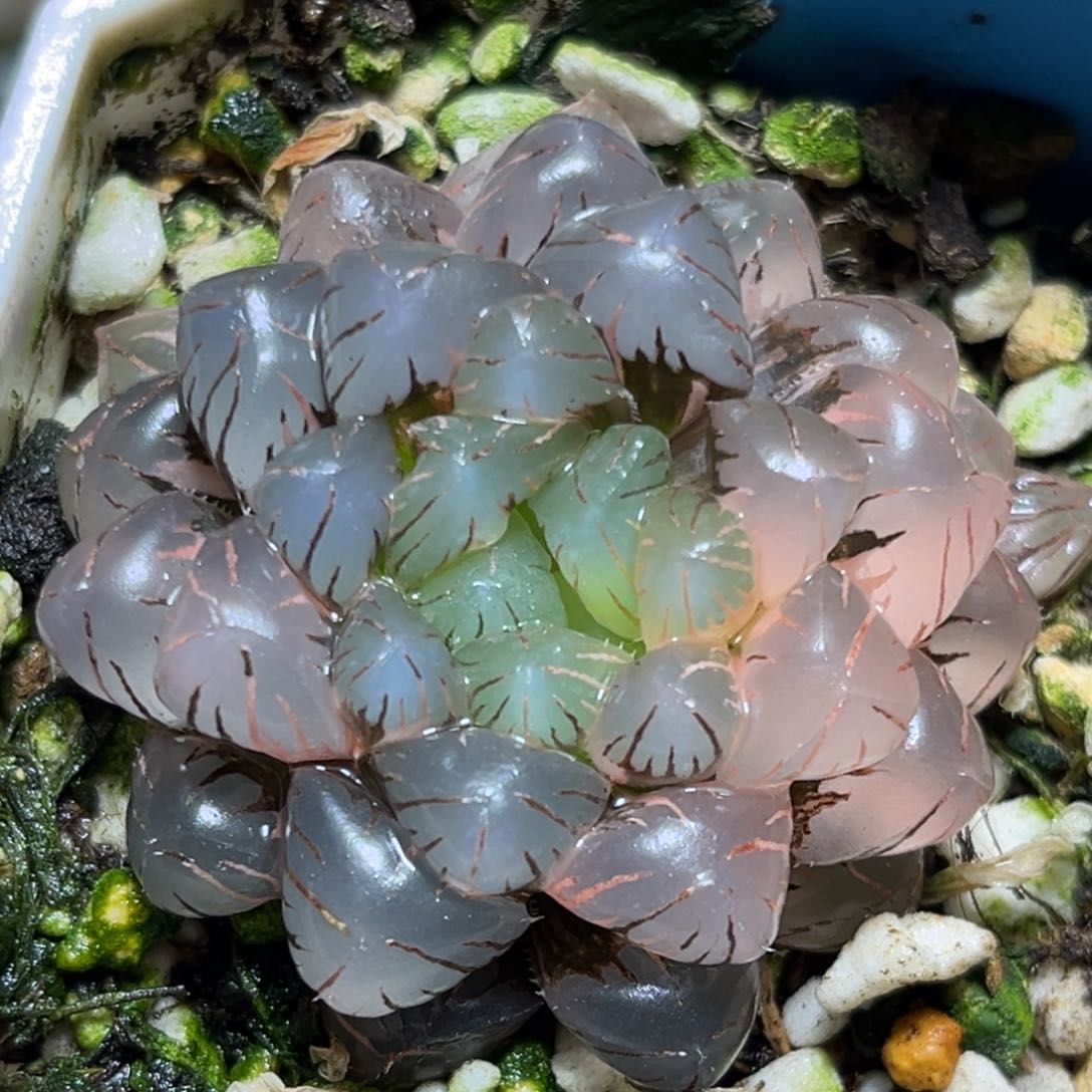 恭喜发财大吉大利0088