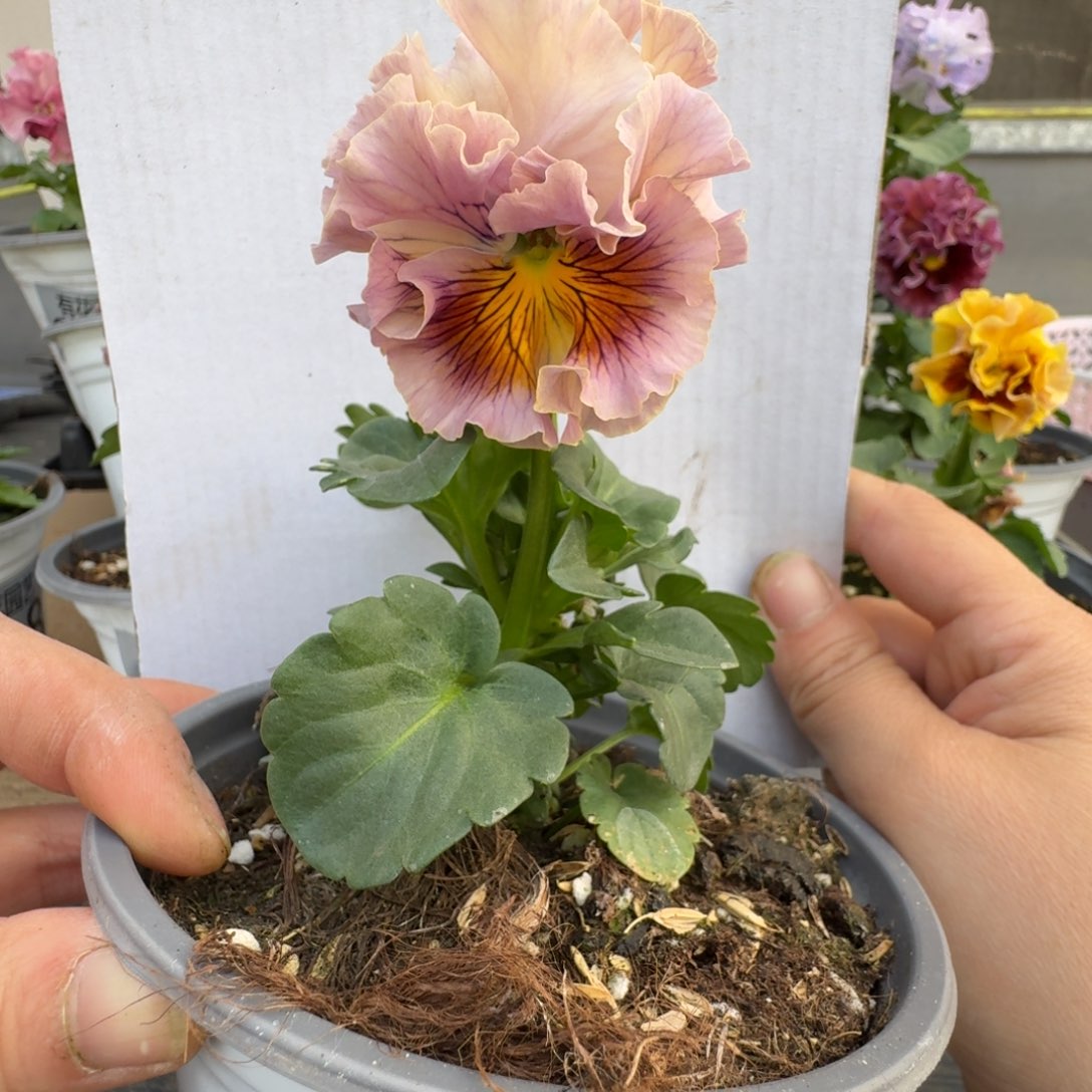 无花朵155号角堇