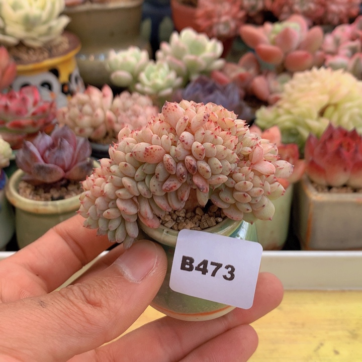 一物一拍满38包邮B473