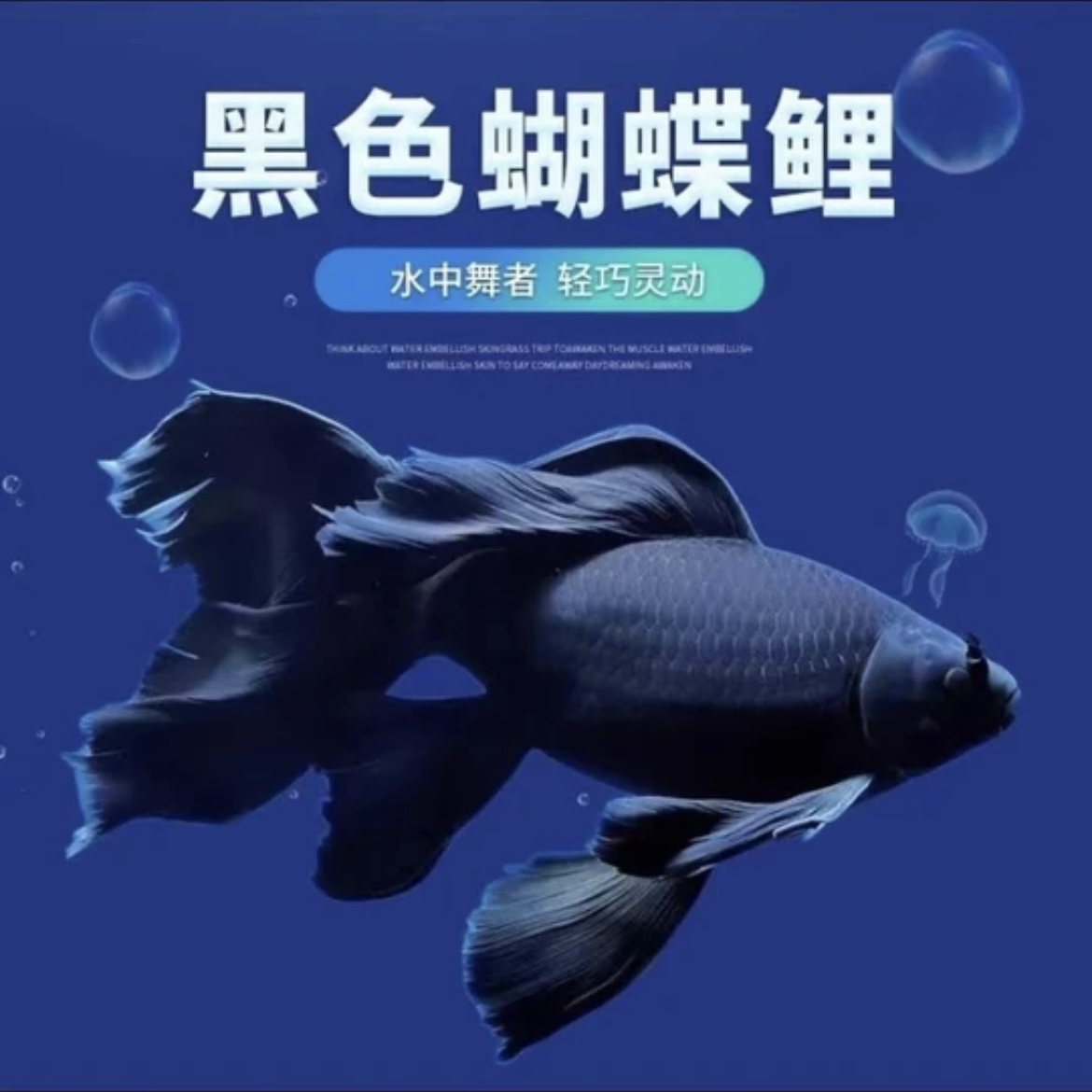 正宗台湾黑蝴蝶鲤普身贵妃大鳍大尾观赏鱼好养耐活混养淡水冷水鱼