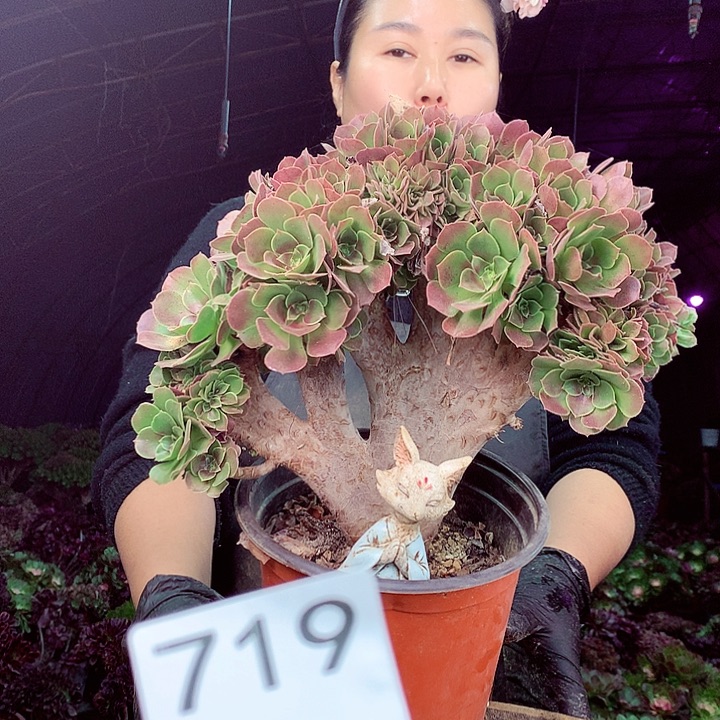 柒柒精品多肉脱土发货不包断侧枝719