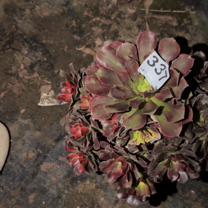 337香妃多肉植物不售后瑕疵处理