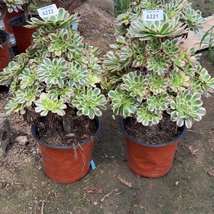 222加221两个白兰地。多肉植物