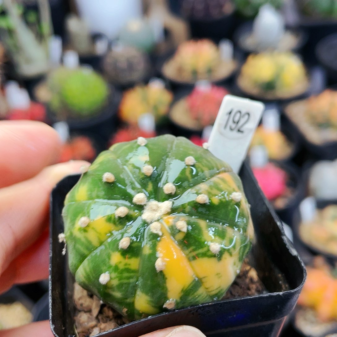 非偏远地区满25包邮仙人球