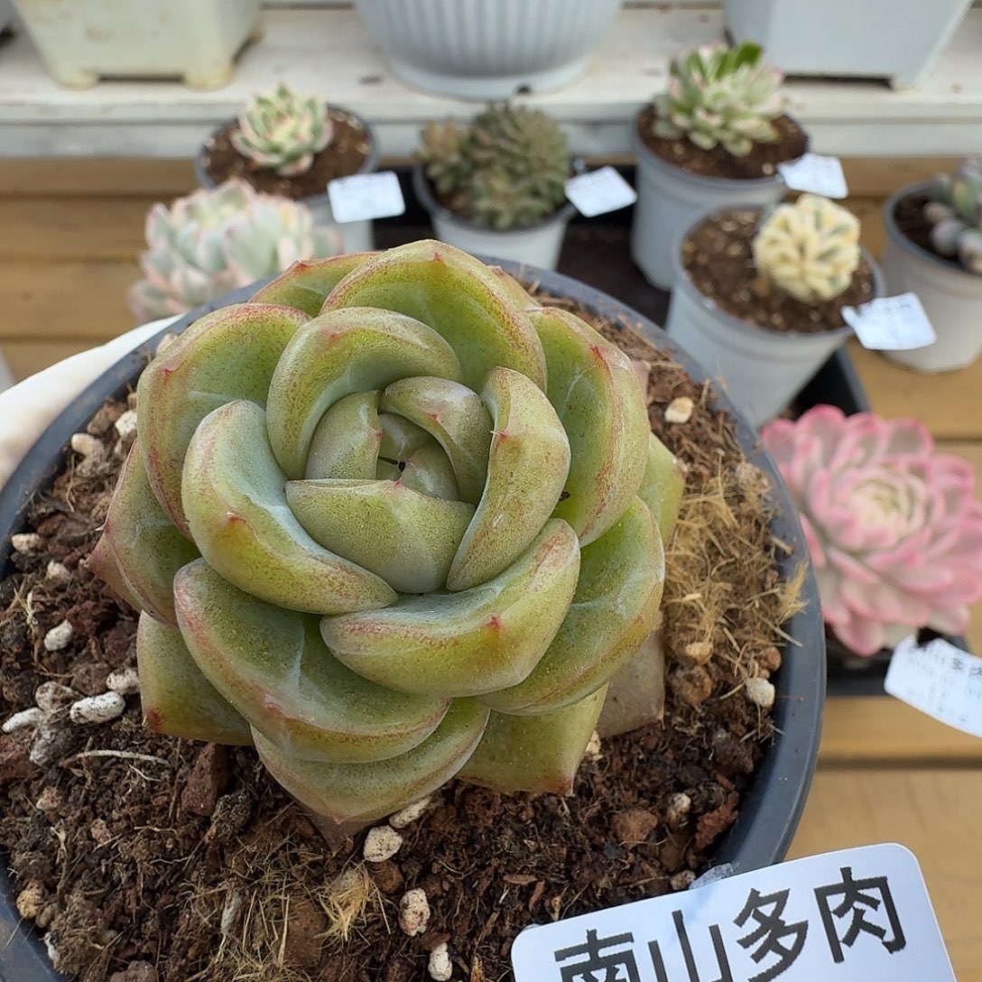 钻石珍妮111103-21