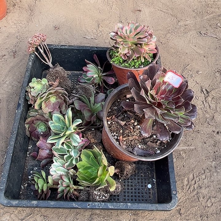 651多肉植物组合，