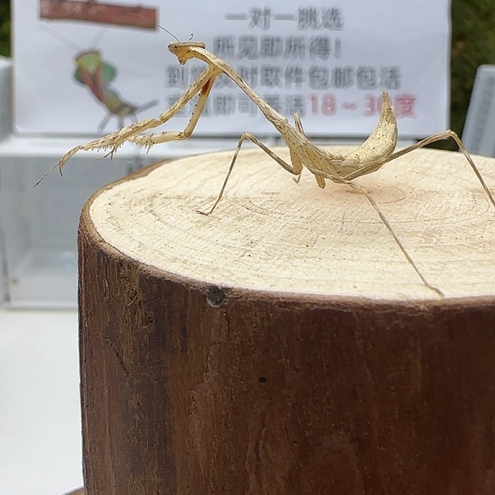 蟋蟀华丽孔雀螳6龄 单虫