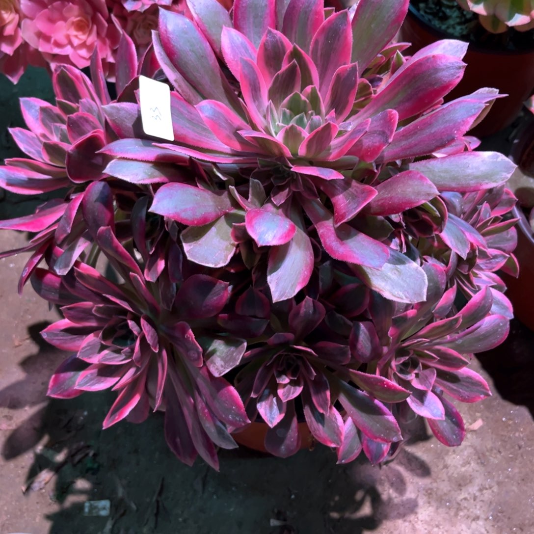 多肉植物浣纱033