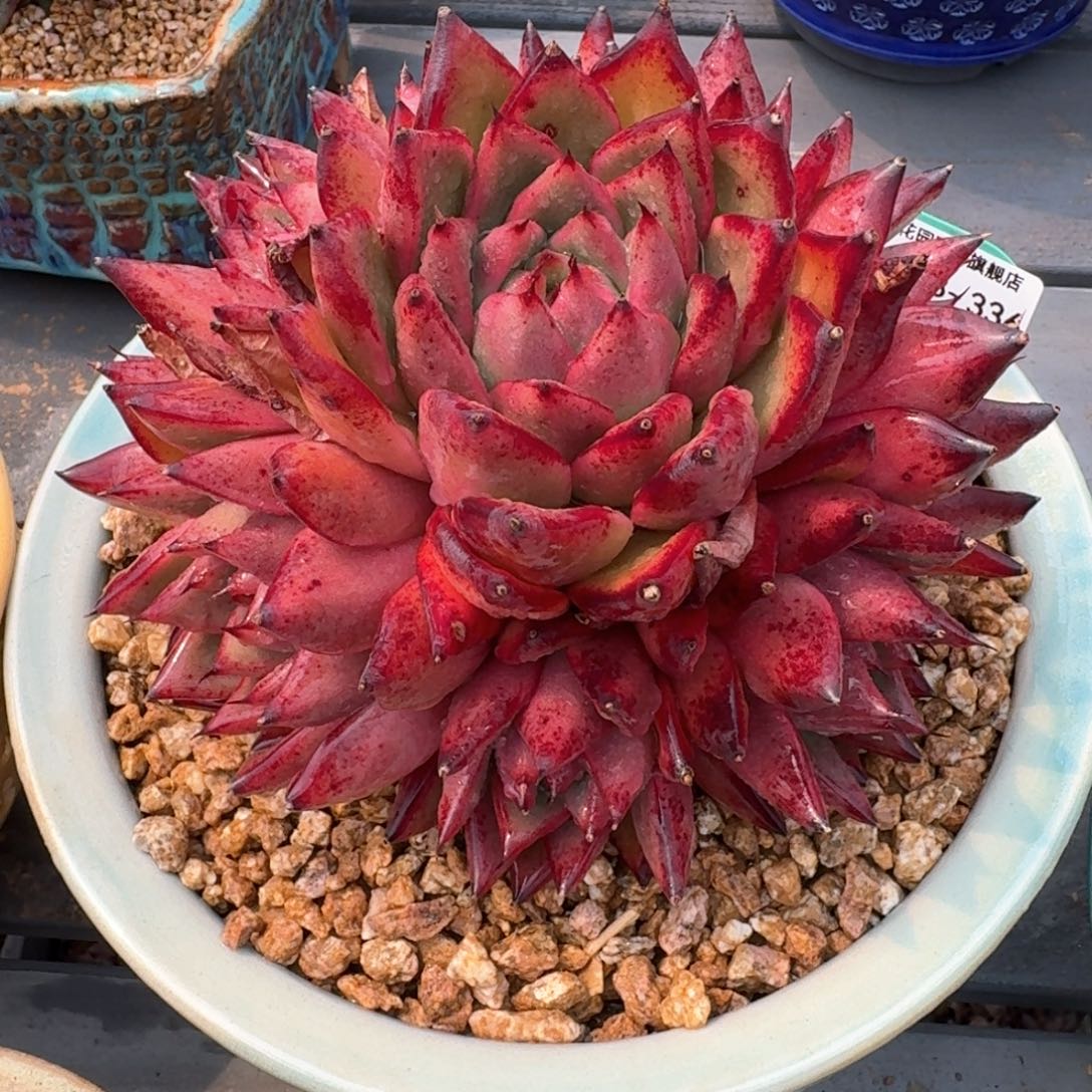 从前慢多肉精选编号0313.336