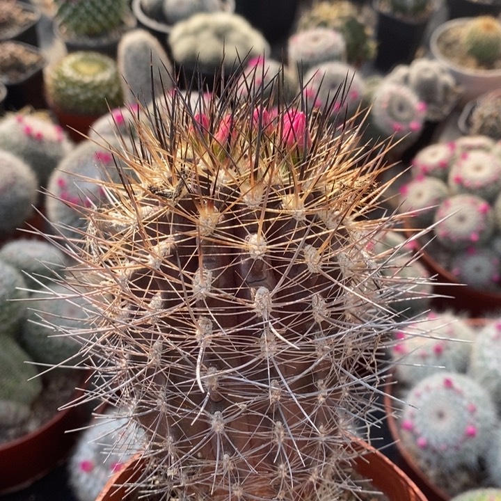 【闪购商品】智利球