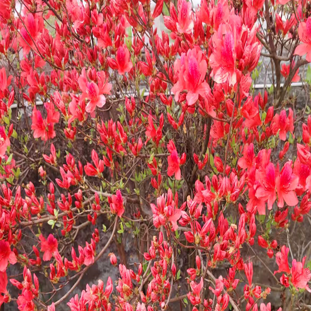 贵州鸡血红映山红花卉