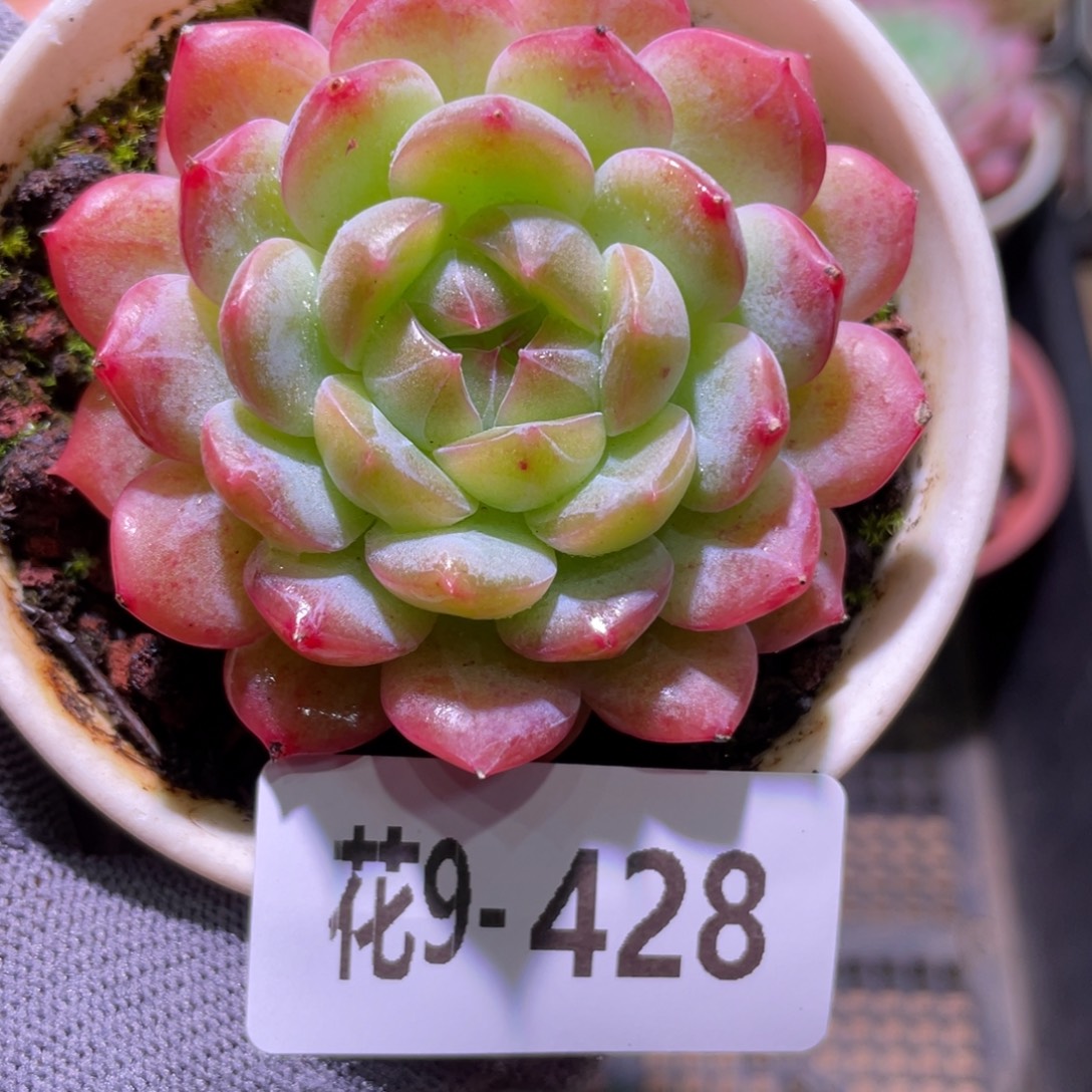 花利美9-428新品 