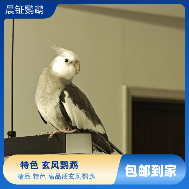 手养特色玄凤鹦鹉 一物一拍（包活包售后48小时）