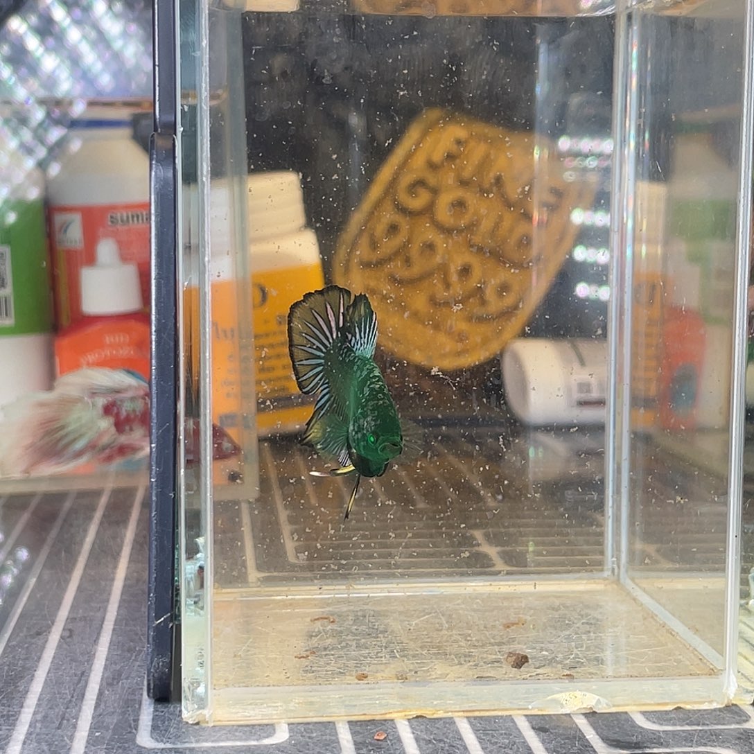 斗鱼绿武士将军公37号