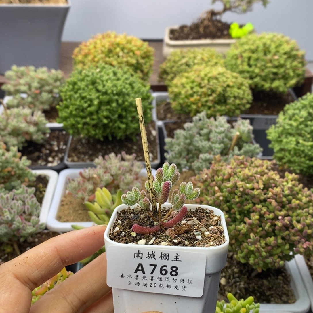 768实生优选冰晶枝干番杏