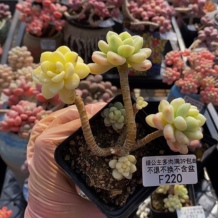 劳尔锦有砍220多肉植物