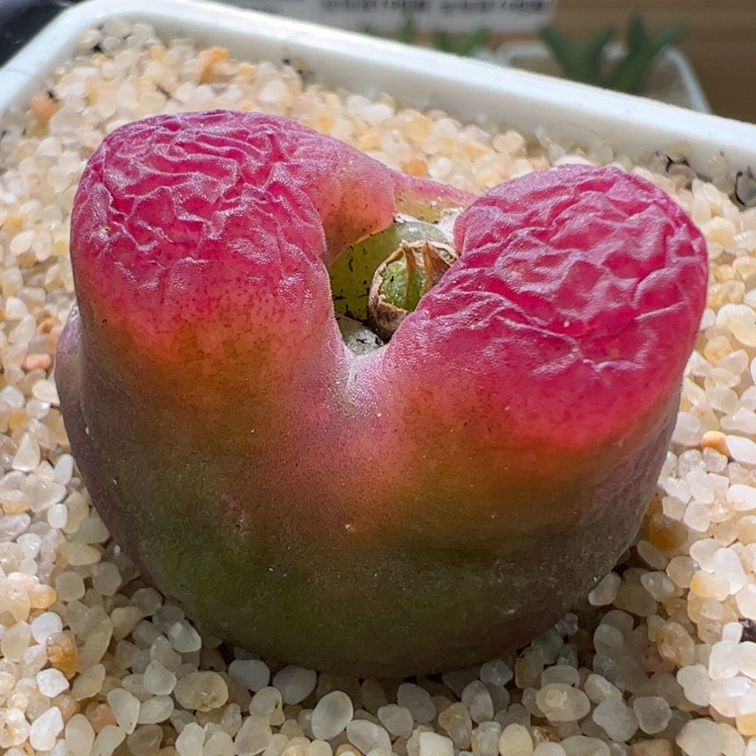 拉登体啾啾窗超毛一颗822。 