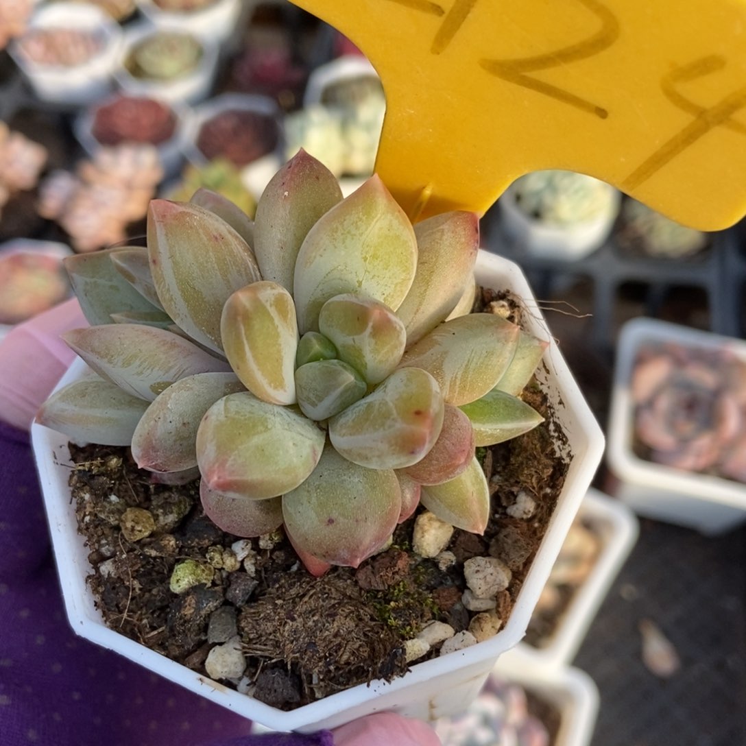 2124重楼多肉植物