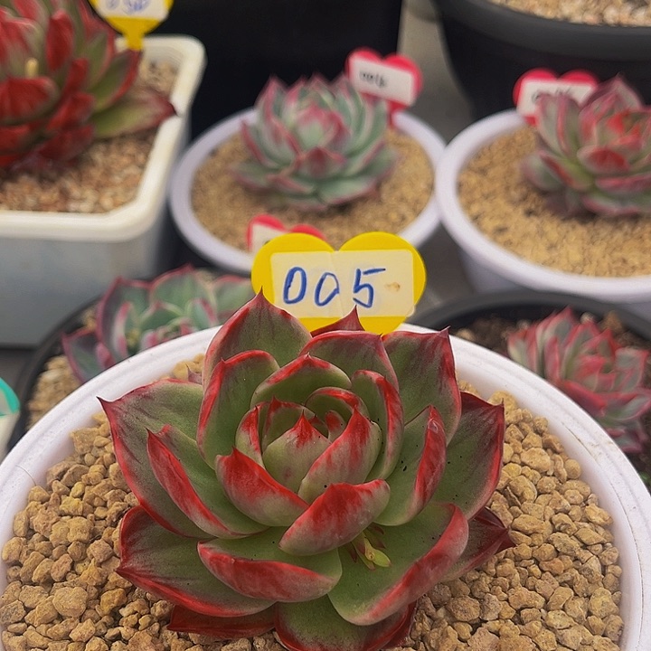 惊鸿仙子多肉植物05