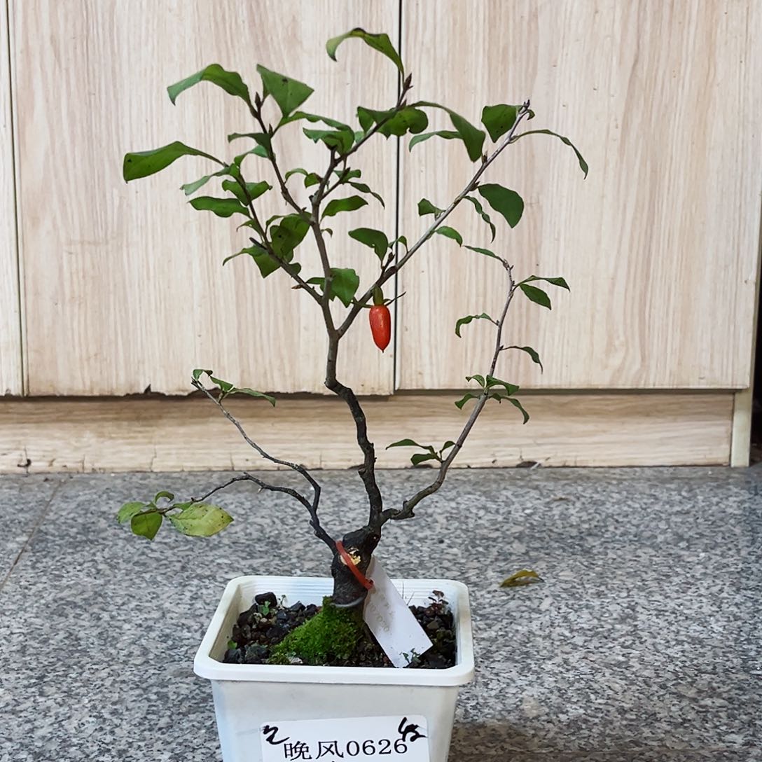 无花朵晚    0626