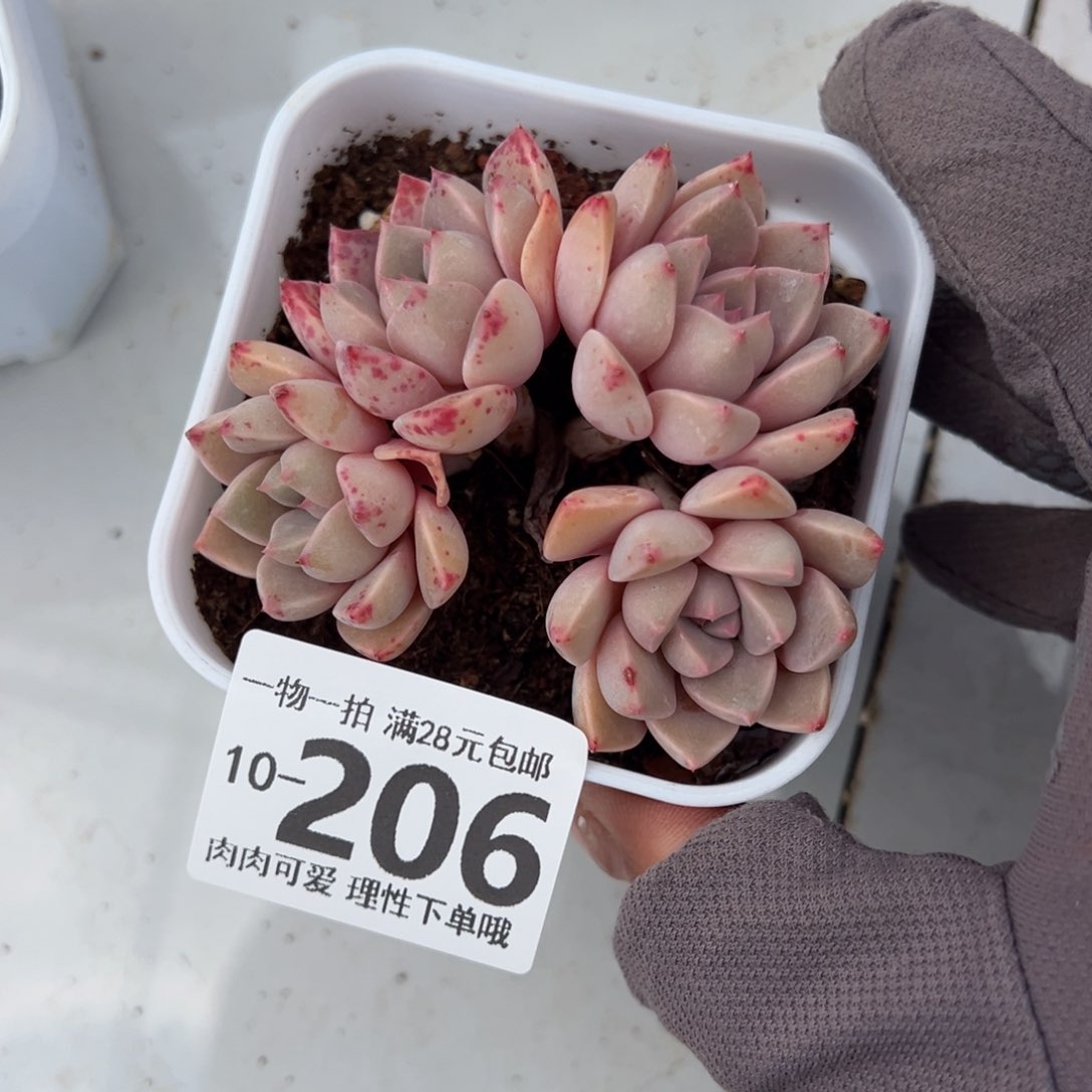 红粉佳人多肉多肉多肉多肉