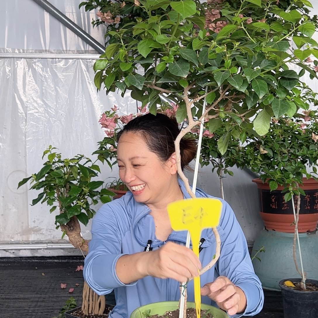 当前无花栽培后可以开花娆*E4佩德罗