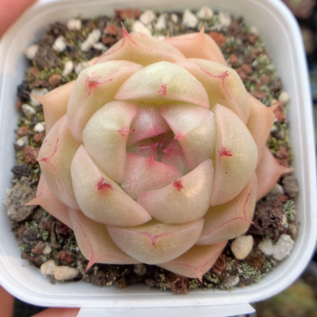 Q159 ，20包邮两天凑单