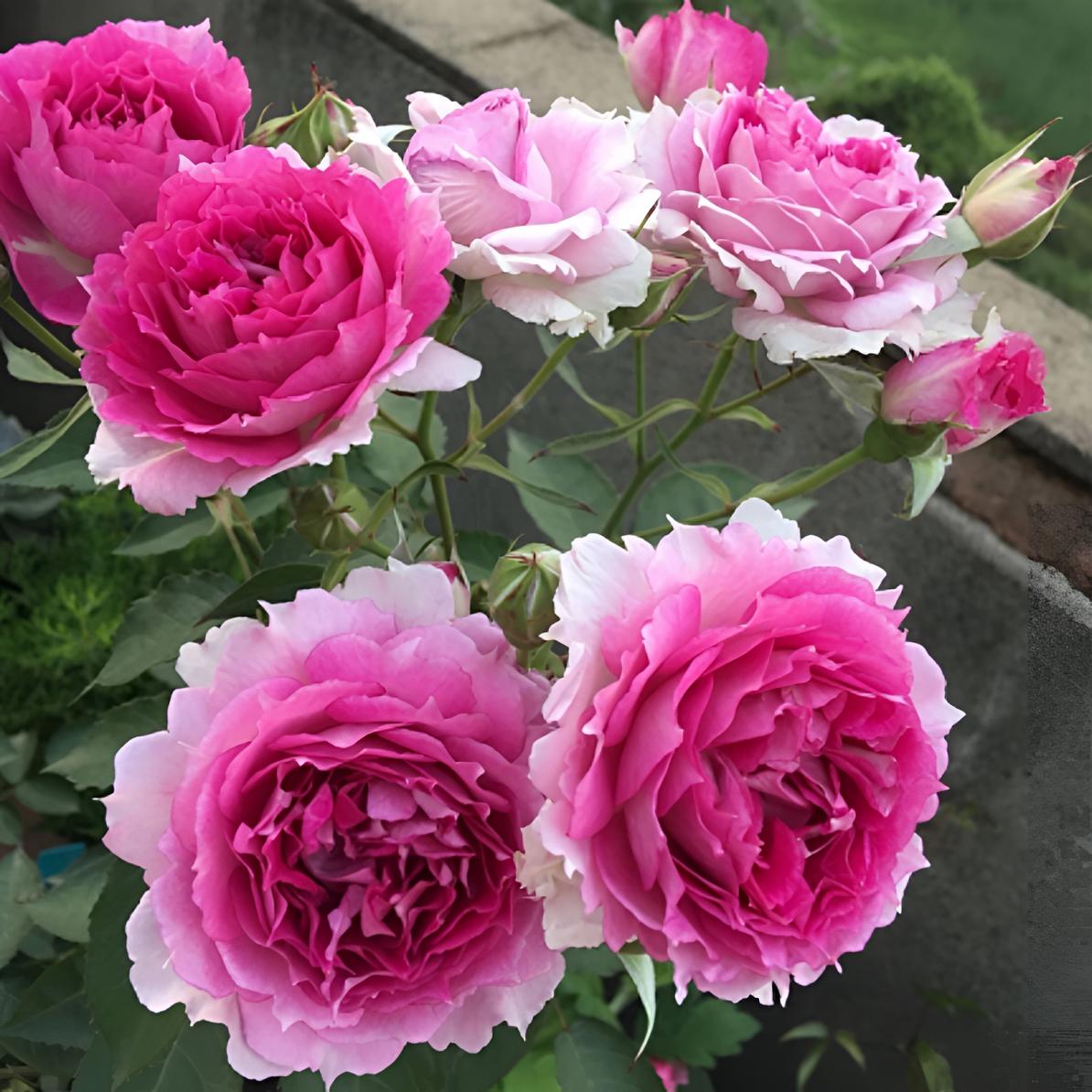 【天方夜谭】欧月灌木浓香大花月季锯齿边勤花可盆栽花卉月季