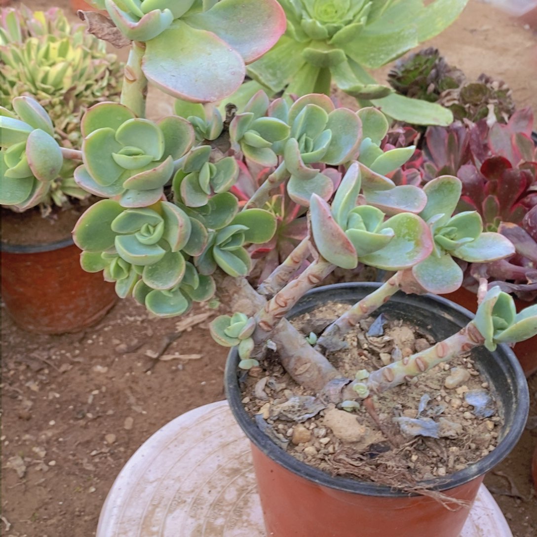 552 号一物一拍多肉植物