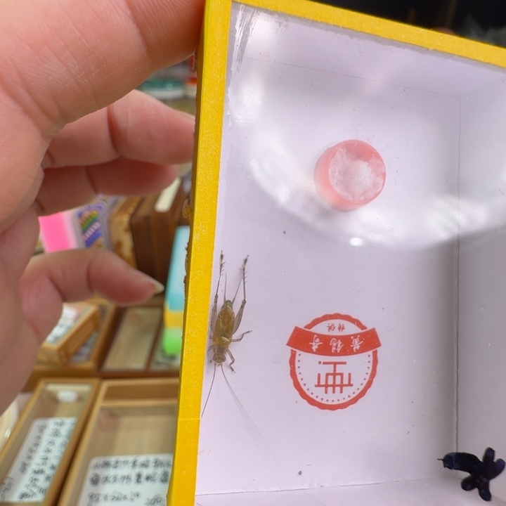 漂亮大个大黄龄一只合适