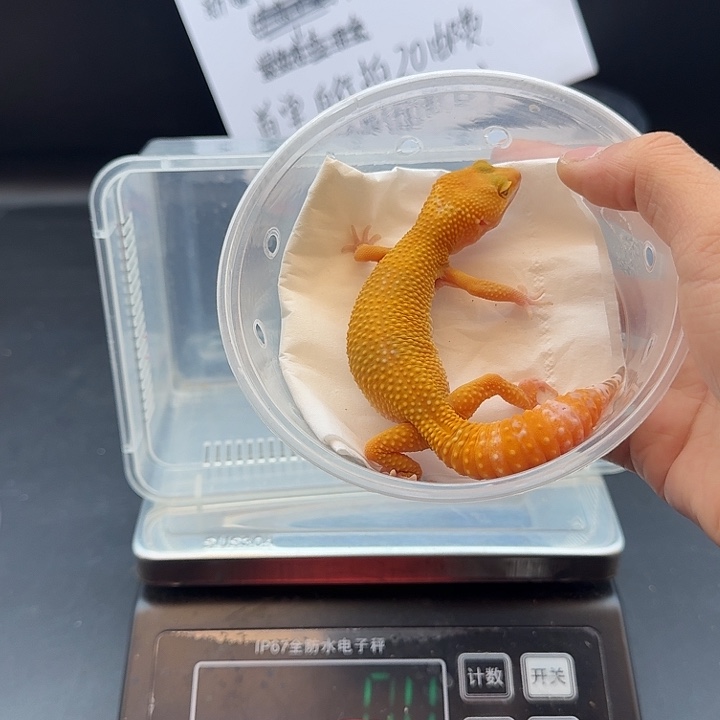 豹纹守宫阳光妹妹