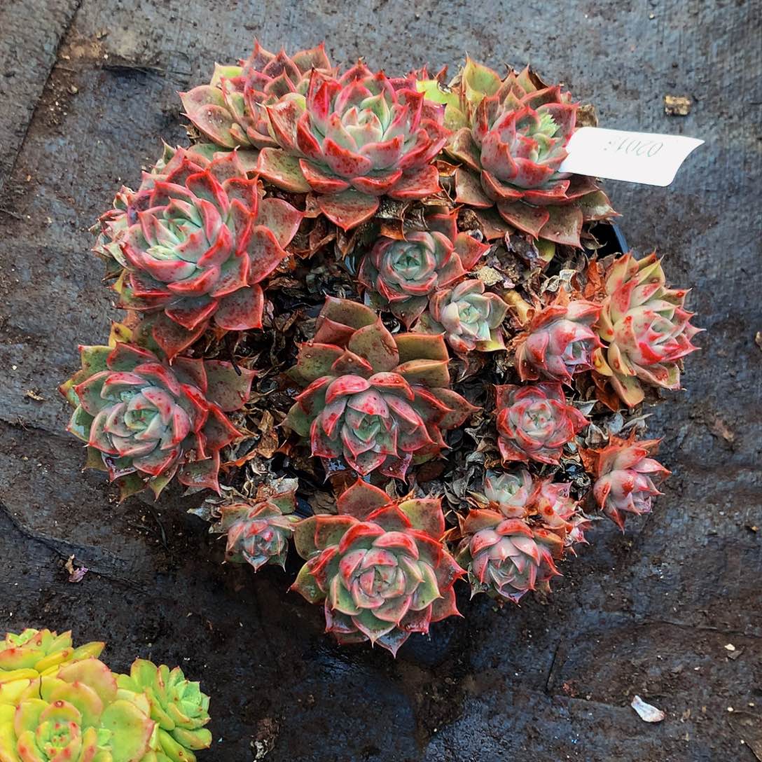 用***3   玫瑰夫人多肉02015